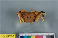 藏品(德氏仿厚蟹)的圖片